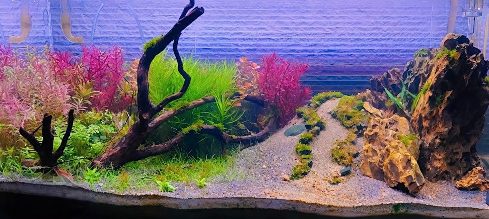 Aquascape with a central open path and raised outer sides